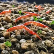 虾饲料中含有哪些物质可以帮助虾苗更好地生长发育?