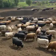 非常好让我们再问一个问题生腐竹渣饲料在畜牧业中是如何提高动物饲养效果?