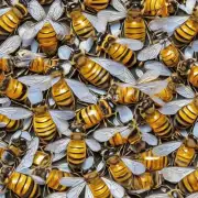 如何进行人工饲养蜂蜜马蜂的步骤?