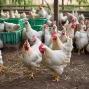 鸡肉是通过什么方式被生产出来的呢?