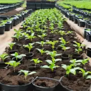 如何选择合适的土壤和环境条件来栽种指天椒苗?