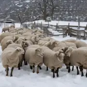 怎样在养羊的过程中让公羊数量最大化?