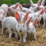如何提高繁殖率并成功地将肉兔从母猪分娩中提取出来?