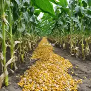 玉米秸秆氨化技术与传统的农业废物处理方法有何不同?