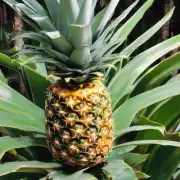 怎样才能避免在生长季节中对菠萝进行病害控制和杀虫作业?