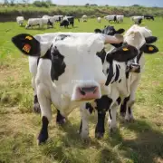 杂交牛育种过程中需要注意哪些因素?