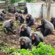 山东猴养殖场的饲料种植与采购方式有哪些特别之处?