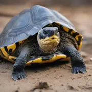 黑颈乌龟苗的寿命是多少年?