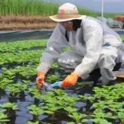 最后问一下在虾育苗过程中日本是如何保证水质的稳定呢?
