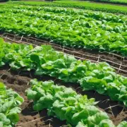 什么是绿色农业和它与蔬菜最新养殖技术的关系是什么?
