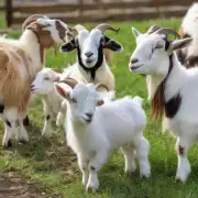 我们的山羊是中型山羊品种你认为为他们提供的饲料应包括多少蛋白质和钙质?