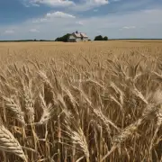 夏天油麦的收割期是什么时候?