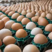 在蛋鸡育雏中饲养环境如何进行管理以保证高产卵和高质量鸡蛋?