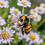 什么是人工饲养蜜蜂和人工饲养蜂蜜马蜂的区别?
