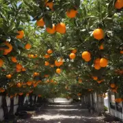 如何在夏季进行橘子树的浇水?