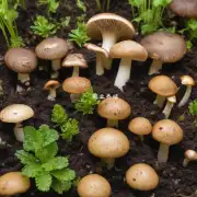 什么样的土壤最适合种植球盖菇?