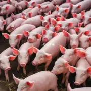 美国的猪肉生产规模与中国相比差距在哪里?