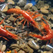 什么是金公虾的最佳饲养期它是指什么?