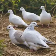 鸽子饲养过程中如何防止食物中毒?