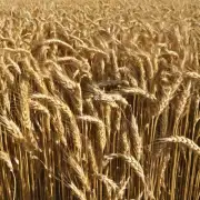 2016年小麦市场供应情况如何呢?