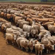 如果你拥有一家肉牛养殖场你认为在宁夏地区养肉牛的最佳时机是什么时候?