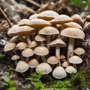 种植蘑菇之前需要进行消毒处理吗?