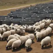 最后如果你想了解更多关于豆渣发酵做饲料养羊的信息有哪些资源可供参考呢?