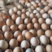 在蛋鸡育雏期间正确的温度设置对蛋鸡有什么影响吗?