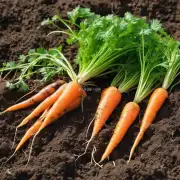 种植白萝卜是否需要特别处理泥土以防止植物病害发生?