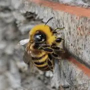 非常感谢您的询问您对养殖蜜蜂有哪些疑问或困惑呢?