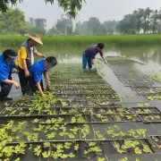 广东省有哪些地方可以买到高质量的鲤鱼苗?