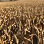 夏天油麦的播种期是什么时候?