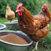 小鸡饲料的常见配方是什么样的呢?