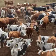 我们是否具有养殖牛的经验?