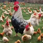 如何确保河田鸡的繁殖成功率高?