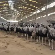 您对甘肃兰州鸵鸟养殖场的工作环境和员工待遇有什么了解吗?