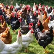 在添加一些高蛋白质饲料成分时如何保证鸡儿不因摄入过多而导致营养过剩或代谢紊乱呢?