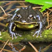 林蛙育种中应注重培育哪些品种特征?