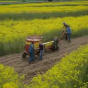 如何收获芥菜疙瘩果实?