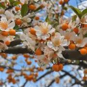 为什么要选择春天进行桔子树的嫁接工作而不是在其他时间?