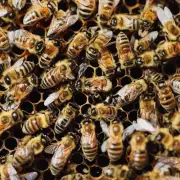 每一只蜜蜂都需要被喂养吗?