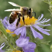 蜜蜂养殖基地中如何进行采蜜和养蜂工作?