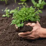 什么样的土壤最适合种植阳荷植物?