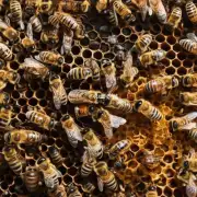 哪些人适合参与蜜蜂养殖项目并从中受益?