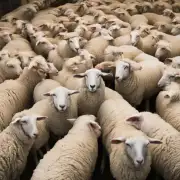 养羊的过程中有哪些重要的管理技巧可以借鉴呢?