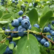 如何通过灌溉来满足蓝莓的成长需求?