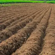 如何合理使用有机肥料来提高春花生作物地膜下的产量和品质?