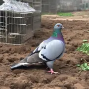 养鸽手册是否详细介绍了如何处理和清理鸽粪以保持养殖场所的卫生状况?