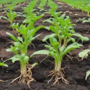 在翻秧后如何管理好植物根系使其健康生长并提高产量?
