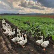 你觉得大雁种苗在农业中所起的作用是什么?